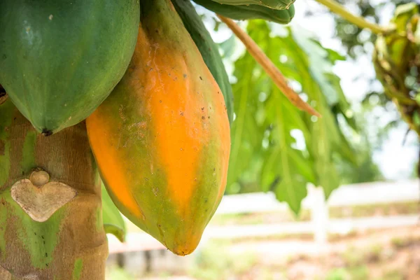 Mamoeiro fresco com cacho de frutas — Fotografia de Stock