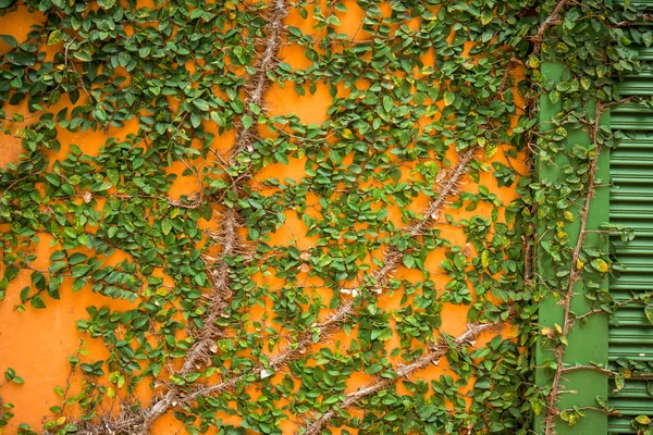 Duvar arka plan bitki örtüsü ile — Stok fotoğraf