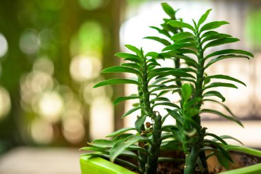 yeşil bitki saksı dekorasyon ahşap tablo