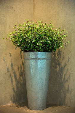 Dekoratif tencereye büyüyen ağaç 