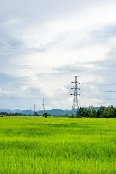 Strommasten am blauen Himmel und auf der grünen Reiswiese. — Stockfoto