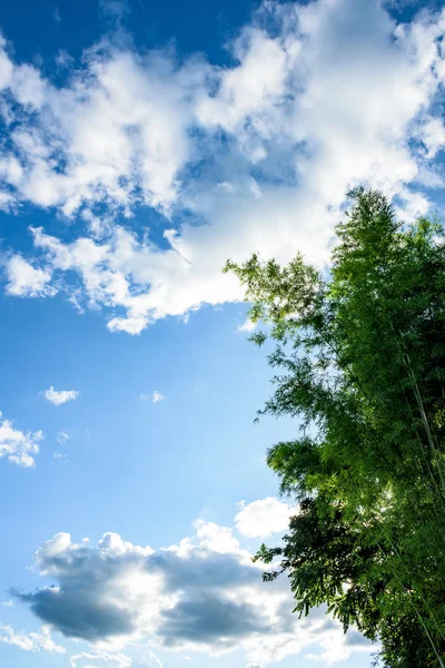 Green leaves on a background of blue sky and clouds — Stock Photo, Image