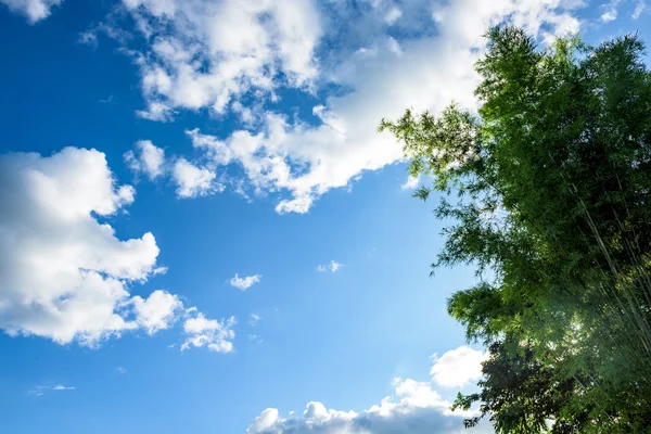 Green leaves on a background of blue sky and clouds — Stock Photo, Image