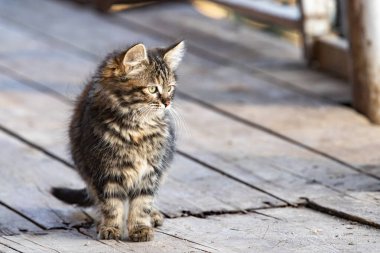 Güneşli bir sonbahar gününde ahşap bir sahnede sevimli tüylü bir kedi yavrusu. yakın plan.