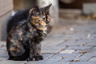 Üç renkli sevimli bir sokak kedisi güneşli bir sonbahar gününde kaldırımda fayans üzerinde oturur..