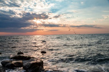 Gün batımındaki gökyüzünün arka planında uçan karabataklar sürüsü. Güneşi görebiliyorlar. Phalacrocorax.