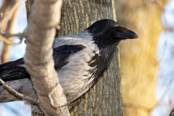 Серый Ворон Ветке Дерева Весной Крупным Планом Портрет Corvus Cornix — стоковое фото