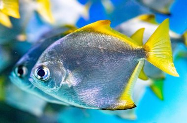 Akvaryumda balık yut. Monodactylus argenteus, veya gümüş monodactylus.