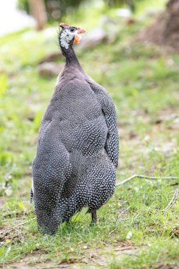 Numida meleagris. Sıradan bir kobay tavuğu. Yakın plan portre.