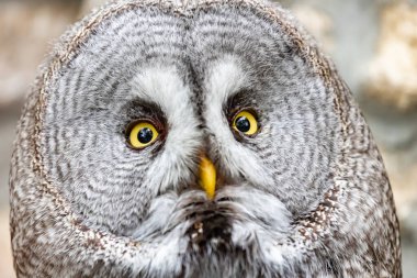 Strix nebulosa. Sakallı, anlaşılması zor bir yırtıcı kuş. Baykuş gibi sırayla. Yakın plan portre..