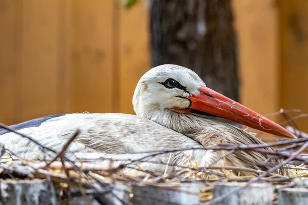 Ciconia Ciconia Cigogne Blanche Assise Dans Nid Gros Plan Portrait — Photo