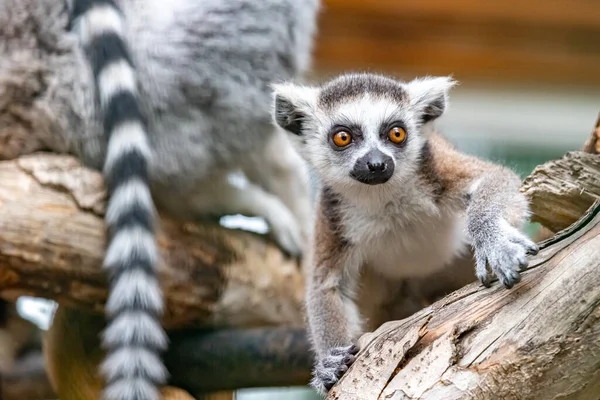 Lemur catta. Halka kuyruklu lemur. Kedi lemuru. Katta. Portre yakın plan.