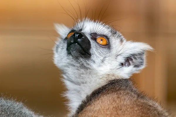 Lemur Catta Lemur Kroužkovým Ocasem Kočičí Lemur Katto Detailní Portrét — Stock fotografie