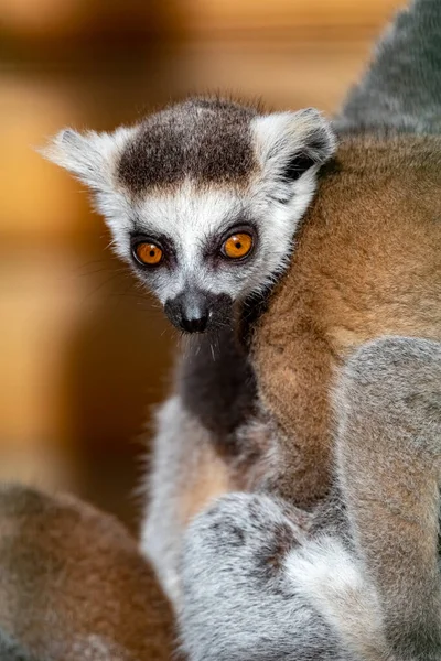 Lemur Catta Lemur Ekor Cincin Lemur Kucing Katta Potret Close — Stok Foto