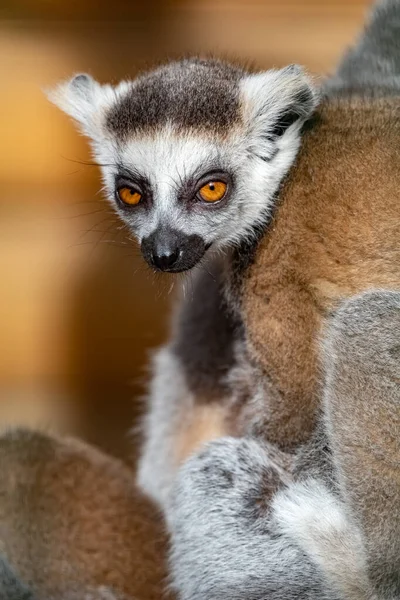 Lemur Catta Lemur Kroužkovým Ocasem Kočičí Lemur Katto Detailní Portrét — Stock fotografie