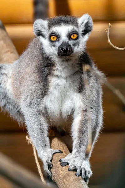 Lemur Catta Кольцехвостый Лемур Кошачий Лемур Катта Портрет Крупным Планом — стоковое фото