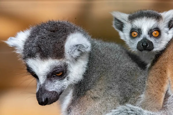 Lemur Katta Ringhalet Lemur Kat Lemur Katta Portræt Close - Stock-foto