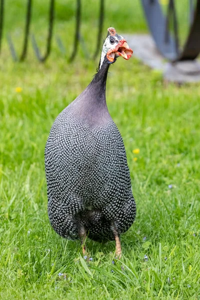 Numida Meleagris Gewoon Parelhoenders Close Portret — Stockfoto