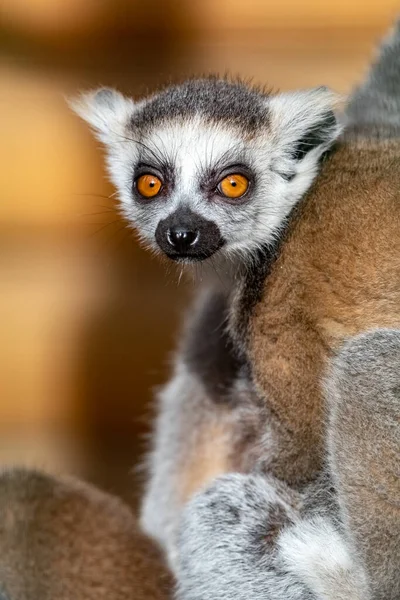 Lemur Catta Lemur Kroužkovým Ocasem Kočičí Lemur Katto Detailní Portrét — Stock fotografie