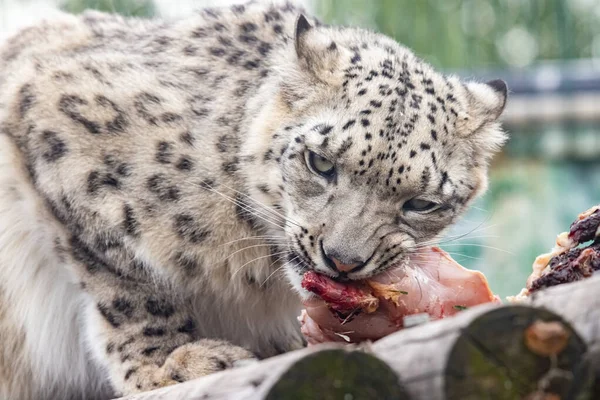 Panthera Uncia Leopardo Neve Irbis Uncia Uncia Retrato Close — Fotografia de Stock