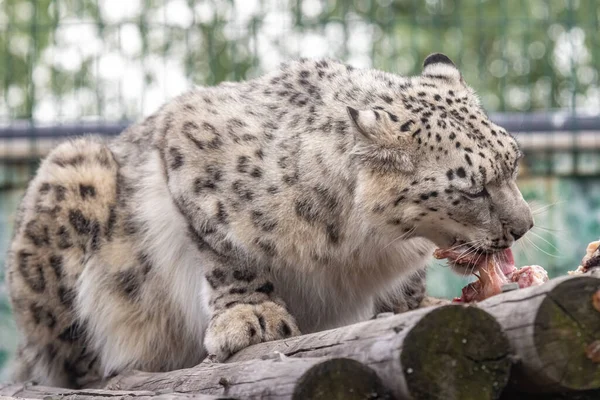 Panthera Uncia Snow Leopard Irbis Uncia Uncia Portrait Close —  Fotos de Stock