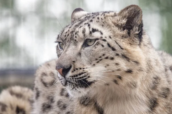 Panthera Uncia Snow Leopard Irbis Uncia Uncia Portrait Close —  Fotos de Stock