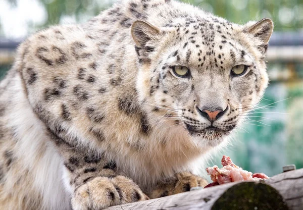 Panthera Uncia Snow Leopard Irbis Uncia Uncia Portrait Close —  Fotos de Stock