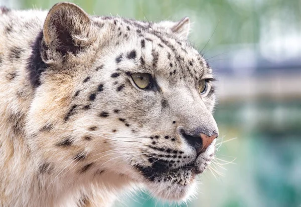 Panthera Uncia Snow Leopard Irbis Uncia Uncia Portrait Close —  Fotos de Stock