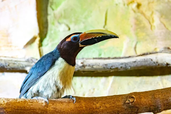 Pteroglossus Viridis Grön Arasari Närbild Porträtt — Stockfoto