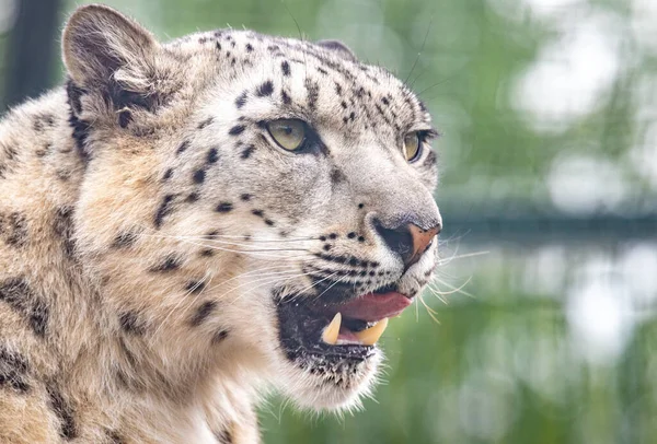Panthera uncia. Kar leoparı. Irbis. Uncia uncia. Portre yakın plan.