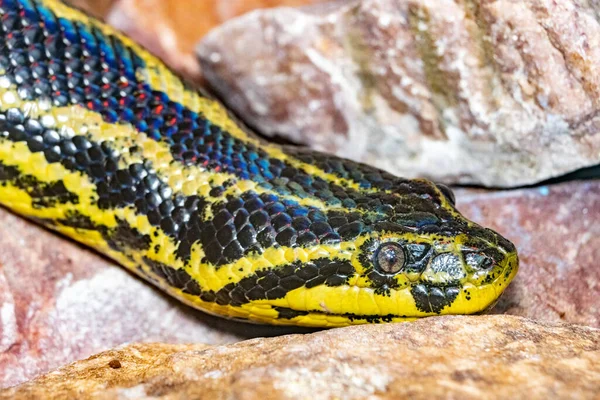 Eunectes Notaeus Paraguayan Anaconda Southern Anaconda Yellow Anaconda Close Portrait — Foto de Stock