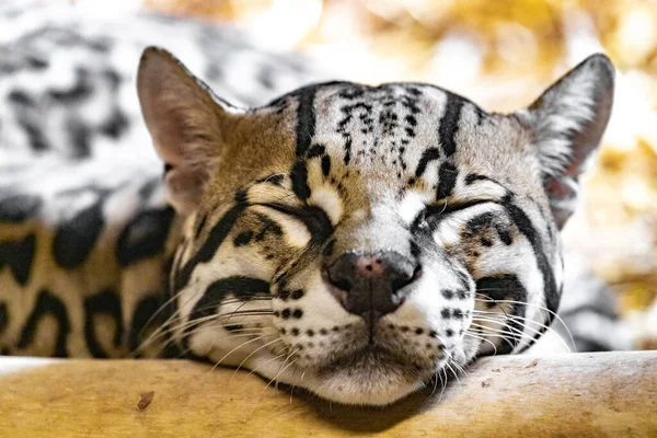 Leopardus Pardalis Ocelot Slaapt Close Portret — Stockfoto