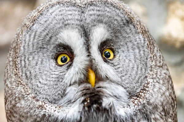 Strix nebulosa. Sakallı, anlaşılması zor bir yırtıcı kuş. Baykuş gibi sırayla. Yakın plan portre..