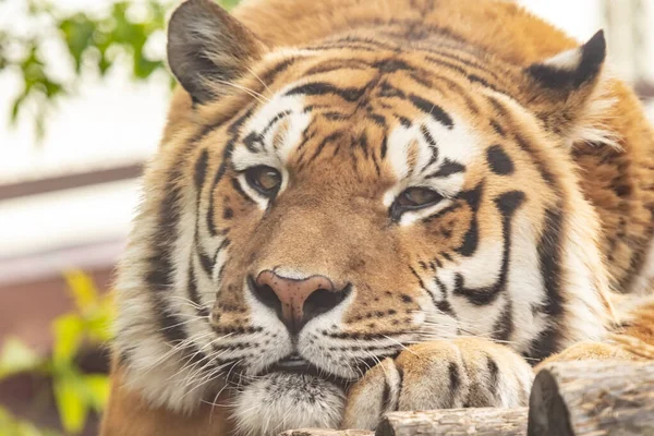 Tijger Van Amur Ussuri Tijger Close Upportret Panthera Tigris Altaica — Stockfoto