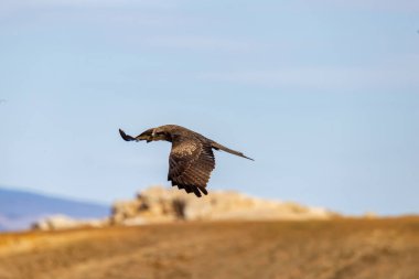 Siyah kulaklı bir uçurtma, Baykal Gölü kıyısında açık mavi gökyüzünde avını ararken süzülüyor. Milvus migrans line.