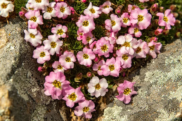 První Jarní Květiny Březích Jezera Bajkal Květina Růžový Saxifrage — Stock fotografie