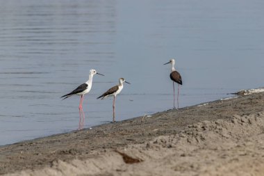 Ayakta yürüyen. Himantopus himantopus. Rusya 'nın Kırmızı Kitabı.