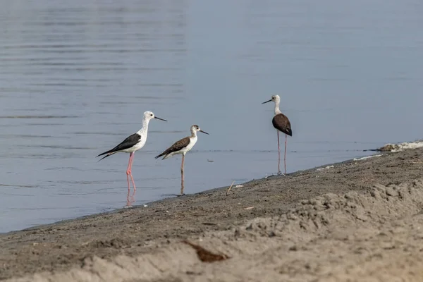 Stilt Walker Himantopus Himantopus Red Book Russia — Stock Photo, Image