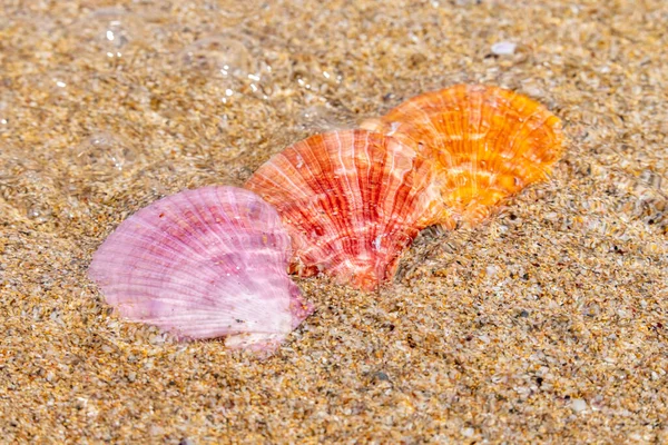 Beautiful Sea Shells Beach Lying Sand Sunny Day Sea Background — Stock Photo, Image