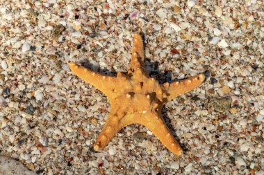 Güneşli bir günde sahilde büyük bir denizyıldızı. Deniz arkaplanı.