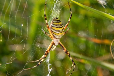 Güneşli bir günde yeşil çimlerin üzerinde geniş bir ağda bir eşekarısı örümceği. Argiope bruennichi.