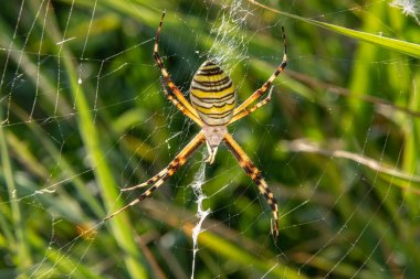 Güneşli bir günde yeşil çimlerin üzerinde geniş bir ağda bir eşekarısı örümceği. Argiope bruennichi.