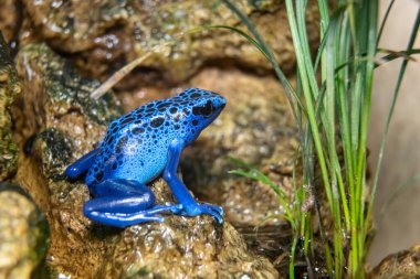 Benekli Ağaç Dağcısı. Ağaç boyacısı. Kurbağa bir boyacı. Benekli botanik bahçesi. Dendrobates tinctorius. Yakın plan..