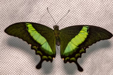Gündüz Kelebeği Tavuskuşu. Papilio palinurus. Yakın plan..