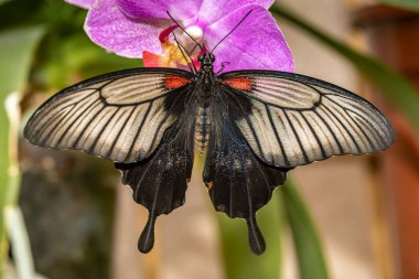 Büyük tropik kelebek yelkenlisi Levi. Papilio Lowi.