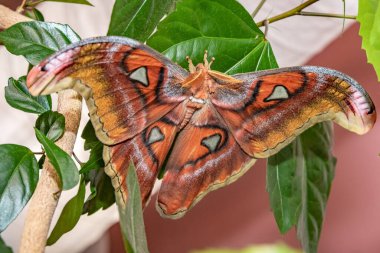 Lorkin 'in Peacock güvesi. Attacus lorquini. Yakın plan..