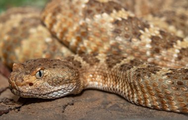 Mitchell 'ın Çıngıraklı Yılanı. Crotalus mitchellii pyrrhus. Yakın plan..