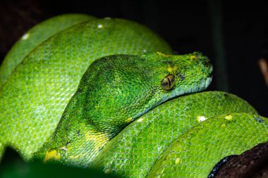 Yeşil Piton. Bir ağaç pitonu. Morelia viridis. Yakın plan..