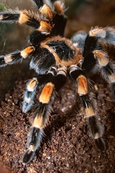 Kuş yiyen örümcek brachypelma Smitty. Brachypelma smithi. Yakın plan..