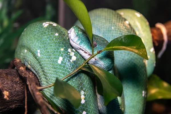 Python Vert Python Des Arbres Morelia Viridis Gros Plan — Photo